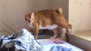 【Dun Dun】Seekor kucing yang bertarung dengan musik latarnya sendiri