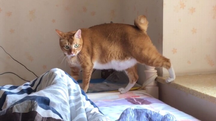 【Dun Dun】A cat that fights with its own background music