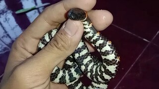 Ular pipa ekor merah ( Cylindrophis ruffus )