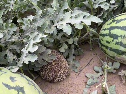 Keseharian Pencuri Melon