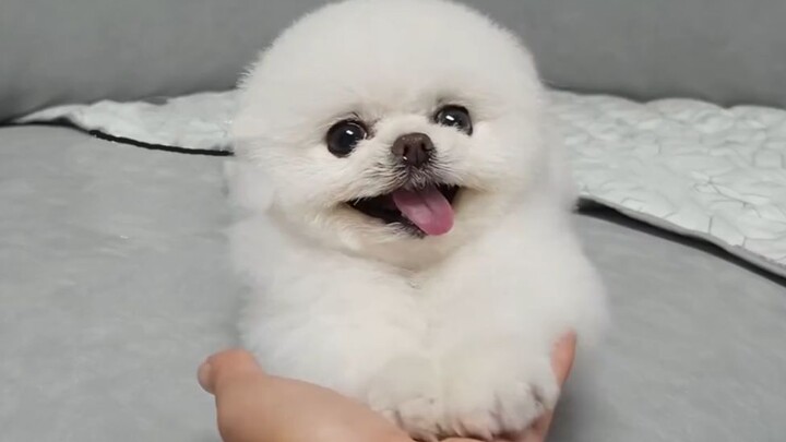 If you inhale helium to change your voice and then call your dog’s name...