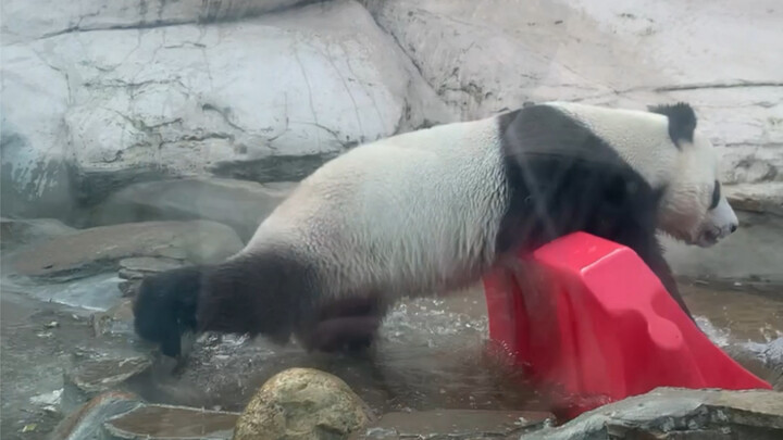 Panda yang dikirim ke Rusia dirawat dengan baik (^з^)