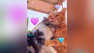 Ngoài kia mệt quá thì về đây có em 😍❤️🦋Meo tinhyeu meocute