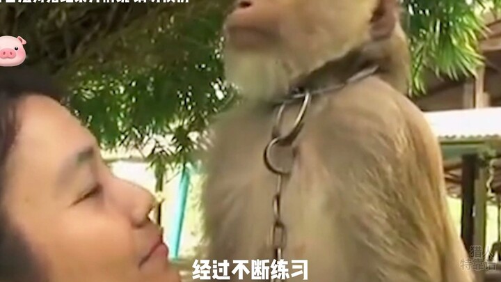Forcing monkeys to work—that’s exactly what monkeys should be doing!