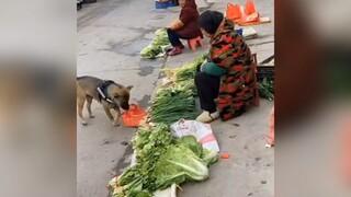 Lũ boos xâm chiếm trái đất 😆😆😆