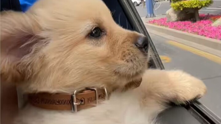 “Chó con đâu có ngu, chó con chỉ không có lòng dạ xấu thôi!”