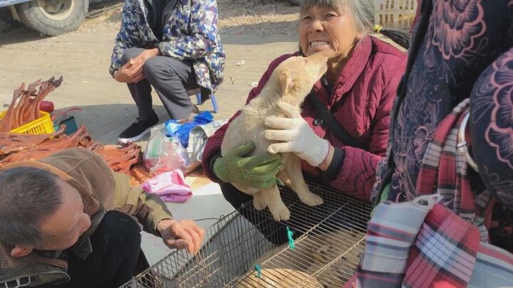 A little mongrel dog on the verge of being sold secretly kisses an old lady—and thanks to that kiss,