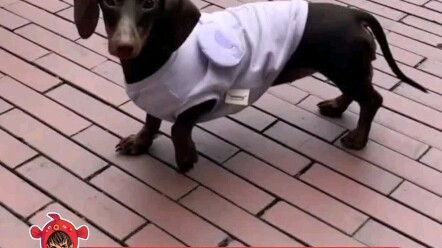 【赵露思】哈哈哈露思对不起，但是doe确实真的好像自行车座哦