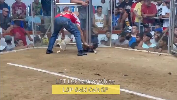 LDT LGP Secret White LGP Gold Colt Gamefarm