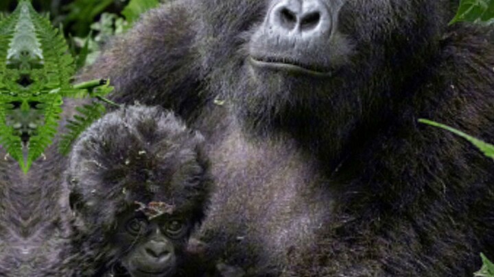 fakta unik gorilla gunung
