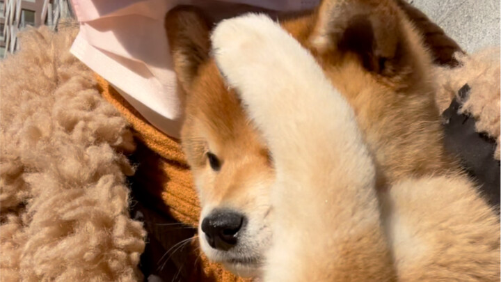 Chú cún lần đầu gặp gió lớn, đáng yêu quá!