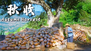 Harvest Delights in Rural Yunnan: A Culinary Feast of Autumn Bounty! 🍂🌾【Dianxixiaoge】