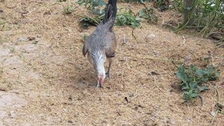 Popeye Pullets