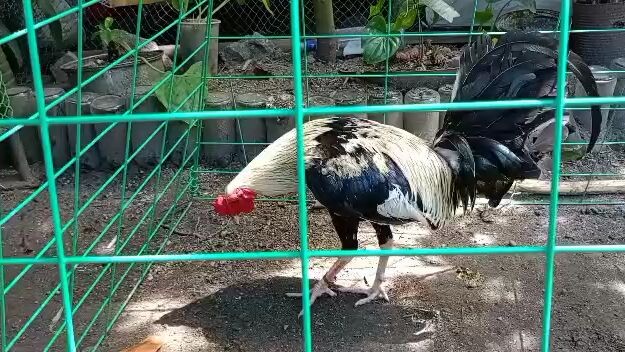 trio Joe good grey from blue blade gf.🏆👑🎉