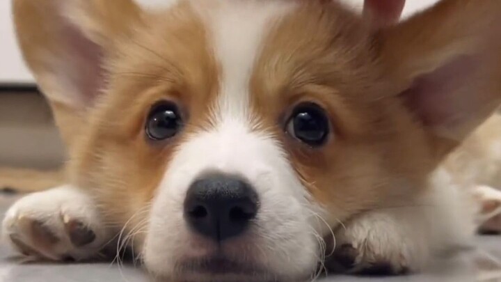 Please tag the cutest girl in the world to watch this clingy, adorable little baby chicken!