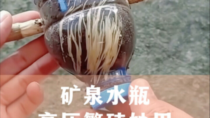 Tuyệt chiêu nhân giống cây bằng chai nước khoáng áp suất cao, ai thích trồng hoa nhớ ghi lại nhé!