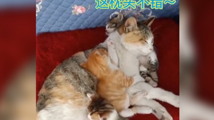 สถานการณ์ปัจจุบันของแมวสมัยใหม่ที่เลี้ยงลูก มีความรักแม่ แต่ไม่มากนัก