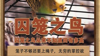 囚笼之鸟 掌控欲下的囚鸟，永远不知天有多高#灰色故事 #泽华君 #囚笼之鸟