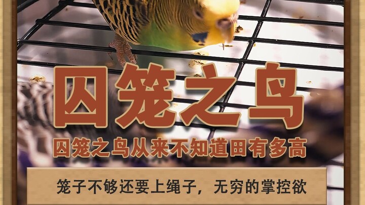 囚笼之鸟 掌控欲下的囚鸟，永远不知天有多高#灰色故事 #泽华君 #囚笼之鸟