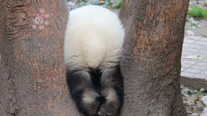 【Giant Panda Mang Chenchun】Aaaah! My butt’s stuck! Could you help pat it for me?