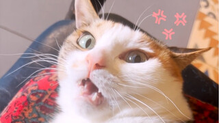 It's not that hard to clip your cat's nails, is it?