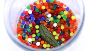 Lintah: Orbeez ini menghisap dengan kuat!