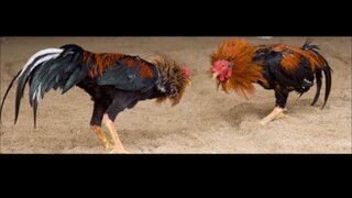 CHAMPION 2 HITS ULUTAN, MC CLEAN VS BROWN RED 165K PARADA NAKASAHAN🐓🔥