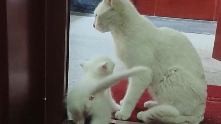 Mommy cat is heading home, and the little kitten goes to see her off, looking so reluctant to part!