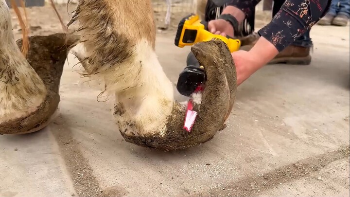 “The horse’s back for the holiday—she’s the coolest kid in the whole village!” — National Day Specia