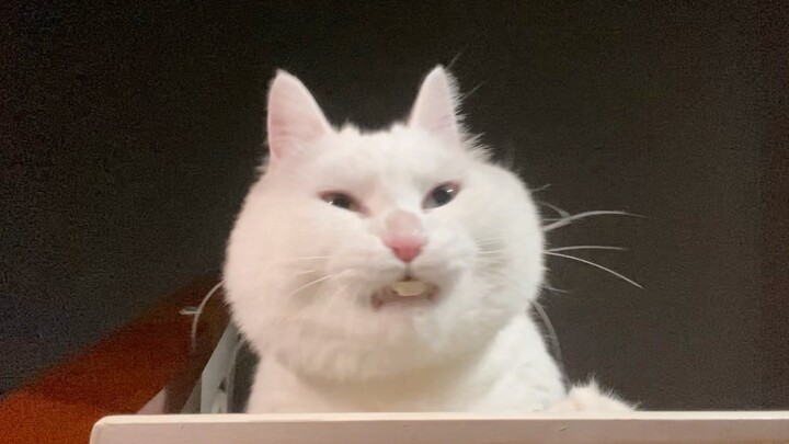 A naughty kitty sneaking freeze-dried treats late at night