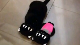Aku benar-benar mengira sandal yang kubeli itu satu besar dan satu kecil!