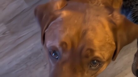 Anjing penghibur: Aku akan selalu menemanimu