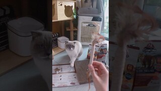 แกะกล่อง Lucky Box 99 จาก Kaniva ชิเอลแมวมึน คิรัวร์ตัวป่วน