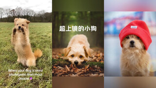 超上镜的狗狗📷