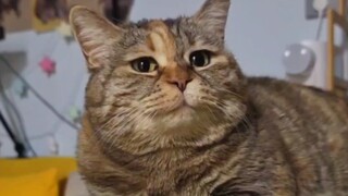 لا بأس يا أمي، يمكنني أن أذهب للبحث عن الطعام في سلة المهملات بنفسي.
