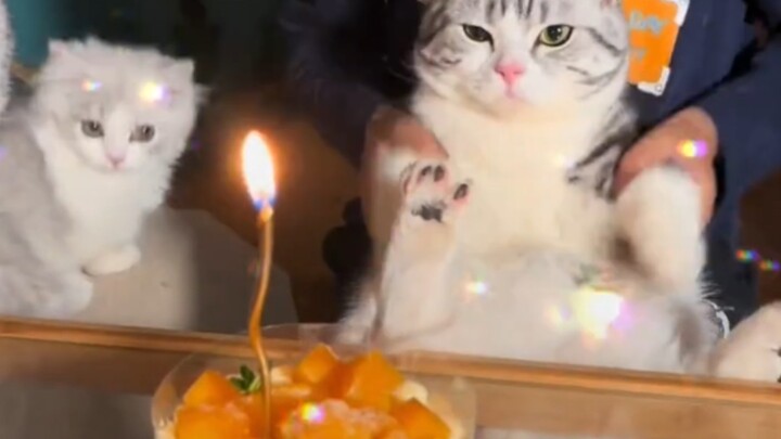 น้องแมว: ชีวิตมันจะเหมือนกันหมดได้ยังไงล่ะ