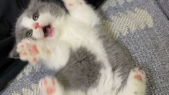 不要随便碰猫猫身上的痒痒肉啦！