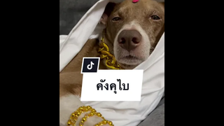 มาเฟียคนนี้มองจิกจัง
