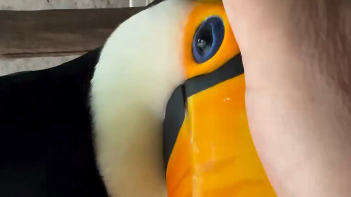 Sờ sờ cái mỏ khổng lồ, phiền não không cóಥ_ಥ