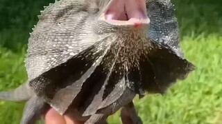 伞蜥，一种看似很凶实则很怂的动物