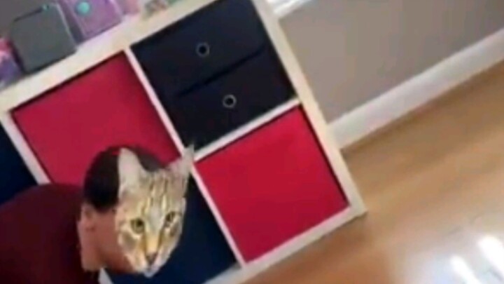 Cat: Is this freaking a cat?