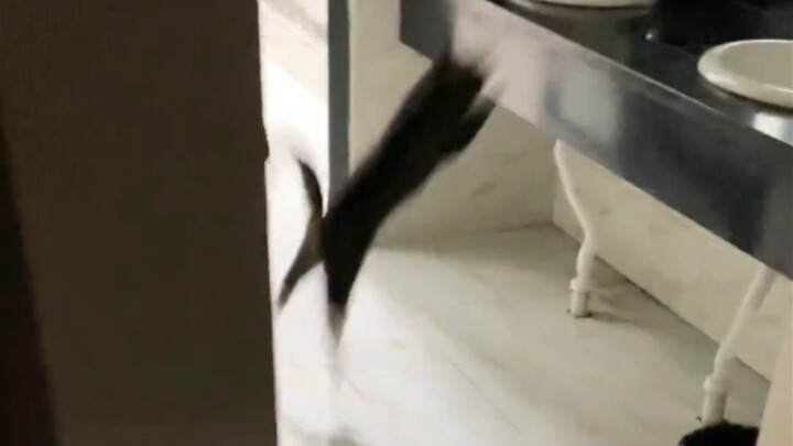Tiba-tiba bertemu kucing yang sangat bersemangat, sampai-sampai aku tertawa terbahak-bahak hahahahah