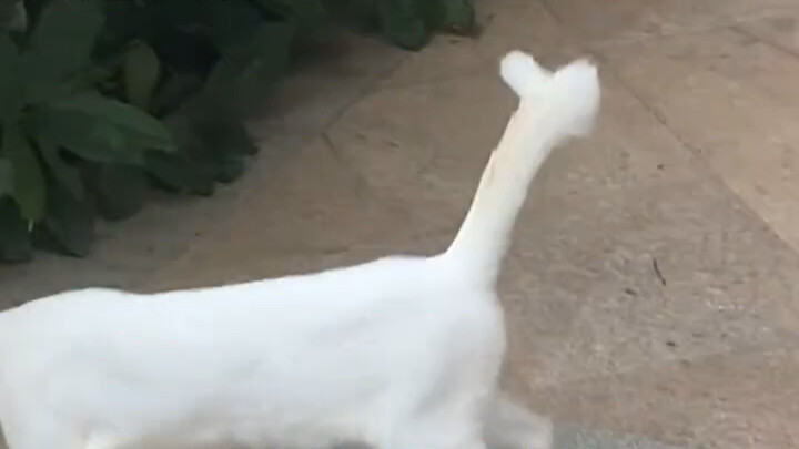 เหมียวเหมียว: ให้ไลก์เธอหน่อย "แมวน้อย" "น่ารัก" "สัตว์เลี้ยงน่าเอ็นดู