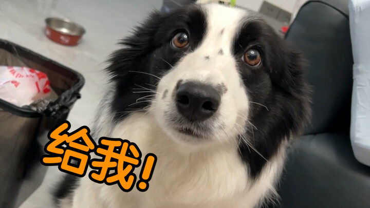 “Soal Hanya Tersisa Satu Mangkuk Makanan Anjing untuk Saya, Tapi Saya Punya Tiga Anjing”