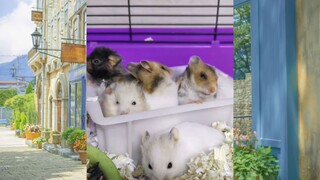 CUTE PET #น่ารัก&ตลก #5555+