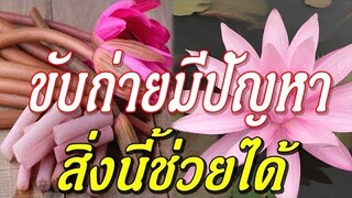 ขับถ่ายมีปัญหา หรืออยากลดนํ้าหนัก "สายบัว" ช่วยได้