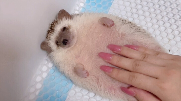 Little chubby pig—feel free to pet it!