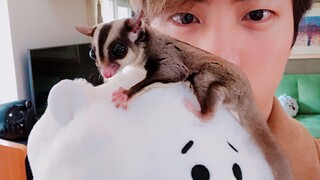 [Kreasi Fans]Kim Seok Jin Bermain Dengan Sugarglider