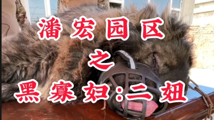 สวนอุตสาหกรรมผานหง: แม่ม่ายดำ: เอ้อเหนียว