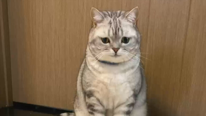 Hôm nay dạy con mèo bị táo bón một chiêu thả thính gái, thế mà lại bị cắm sừng…